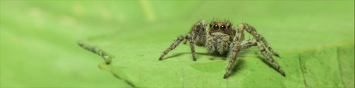 Black-headed jumping spider » Manaaki Whenua