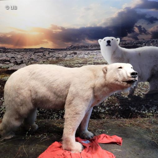 Eisbärdame Smilla in Zoologischer Ausstellung