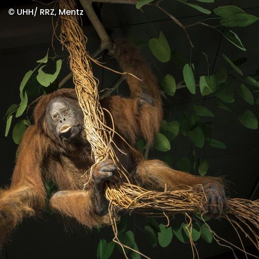Orang Utan in der Zoologischen Ausstellung