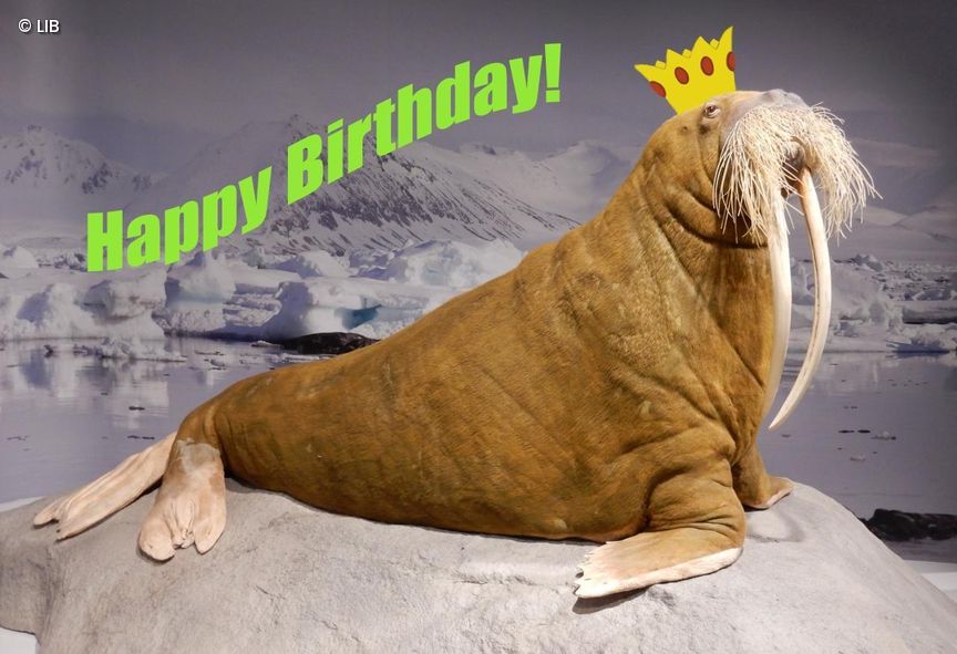 Walrossdame Antje mit einer Krone auf und dem Schriftzug "Happy Birthday!" im Hintergrund