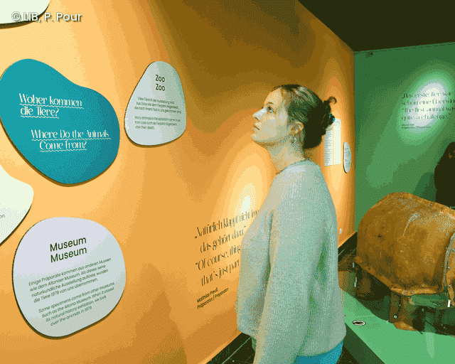 "Woher kommen die Tiere" - hier gehen wir in der Sonderausstellung auf Spurensuche.