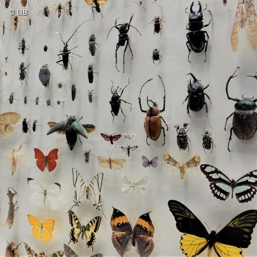 Wand in Zoologischer Ausstellung mit verschiedenen Krabbeltieren angepinnt