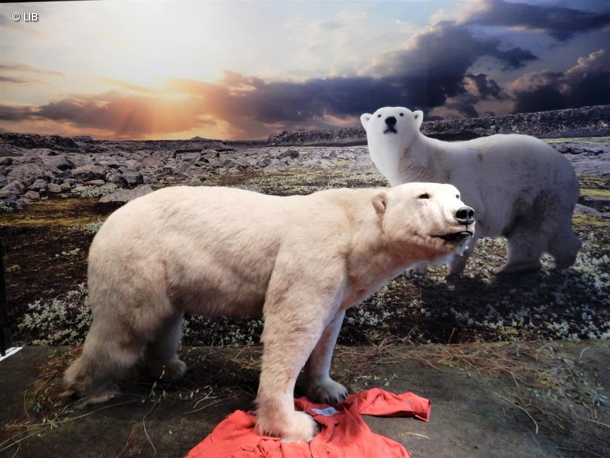 Eisbärdame Smilla in Zoologischer Ausstellung