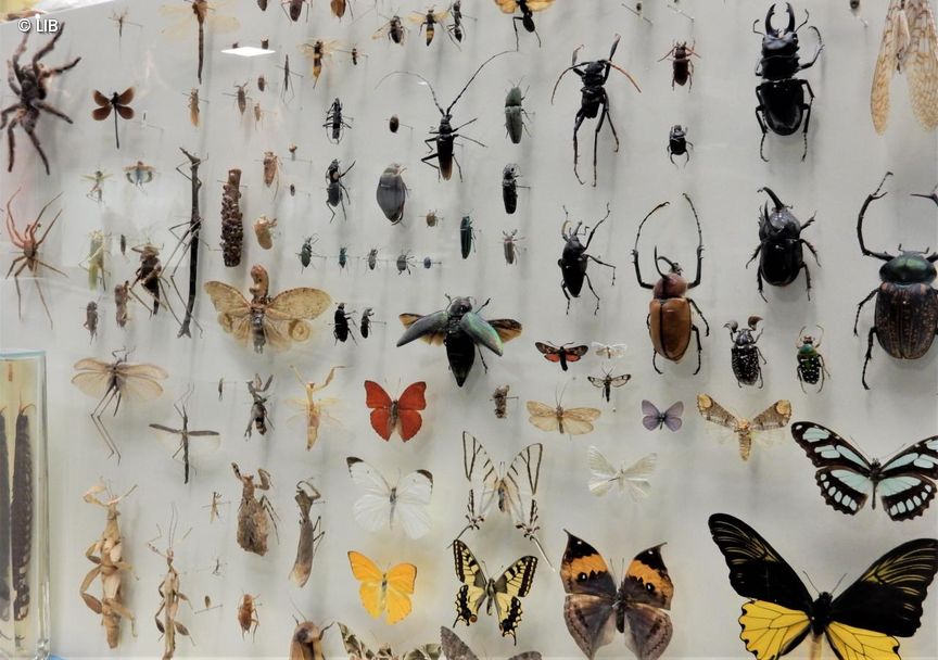 Wand in Zoologischer Ausstellung mit verschiedenen Krabbeltieren angepinnt