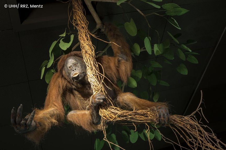 Orang Utan in der Zoologischen Ausstellung