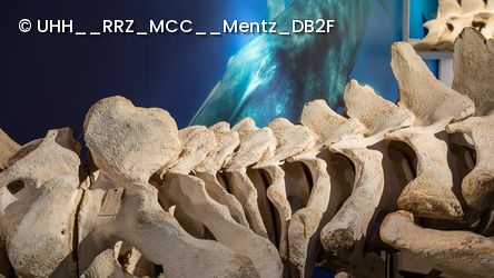 Blick auf ein Finnwalskelett