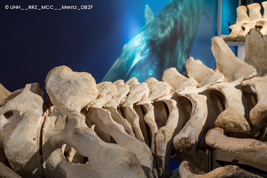 Blick auf ein Finnwalskelett