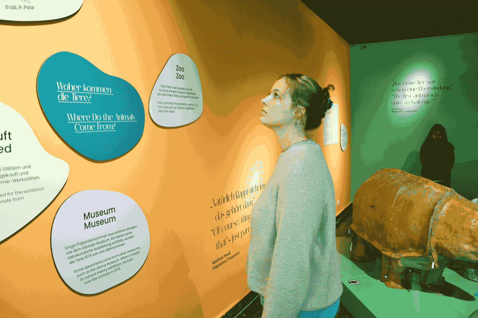 "Woher kommen die Tiere" - hier gehen wir in der Sonderausstellung auf Spurensuche.