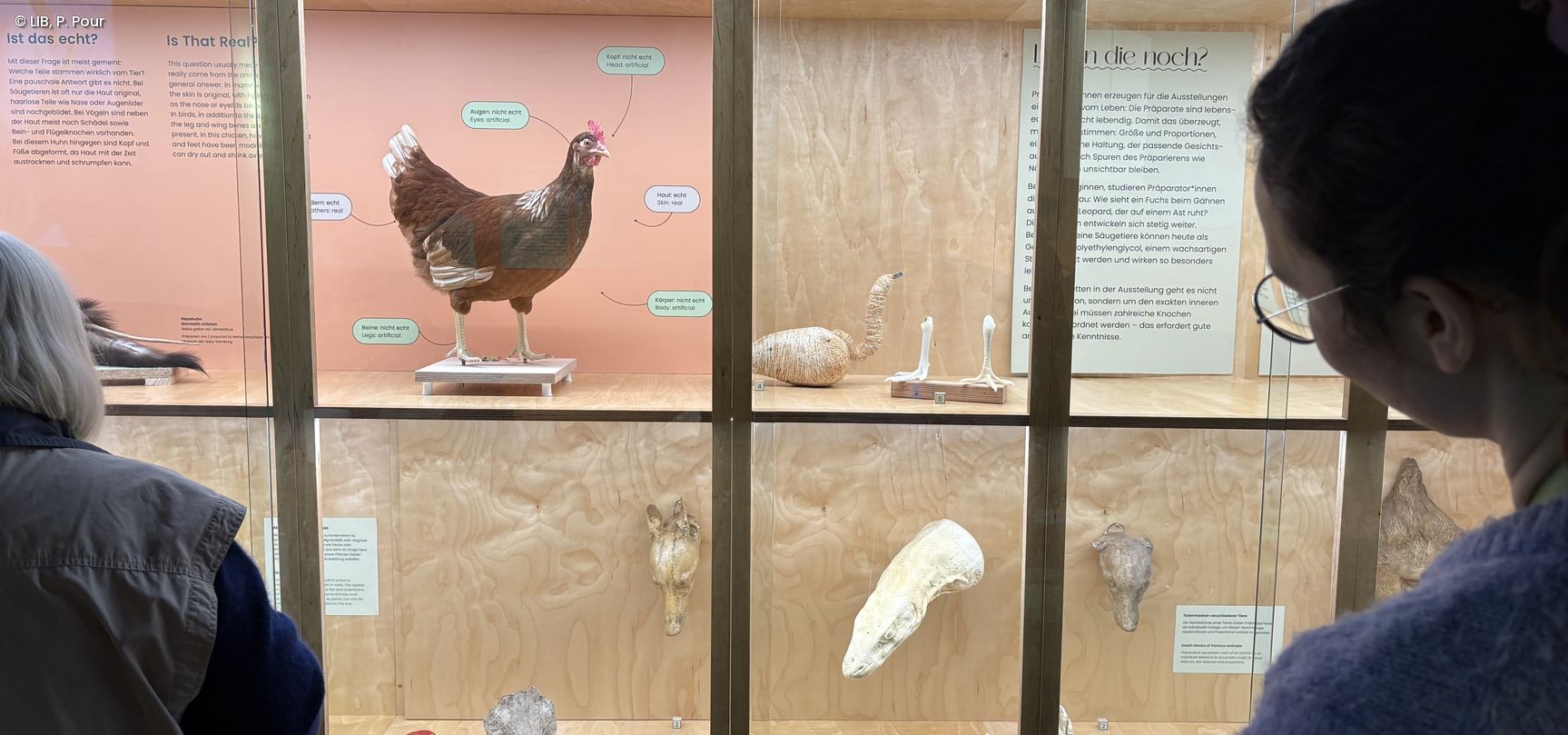 Totale des Sonderausstellungsraum mit Exponaten, Besuchenden und Infotexten.